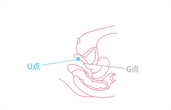 女人的A点U点G点什么意思 - 第4张