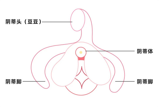 Pussy是什么意思
