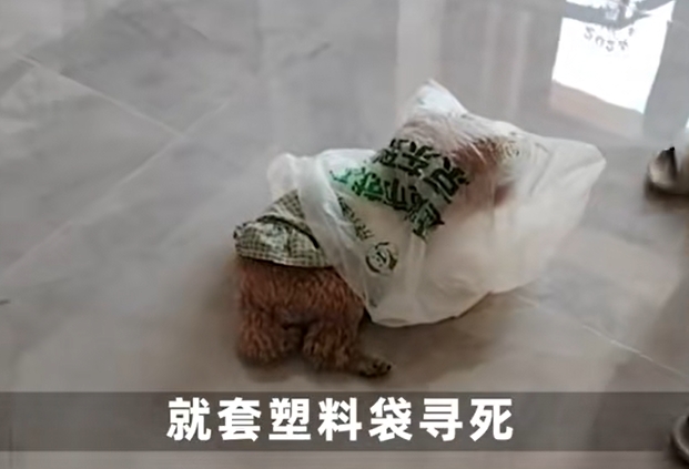 邪恶摇粒绒小狗是什么意思