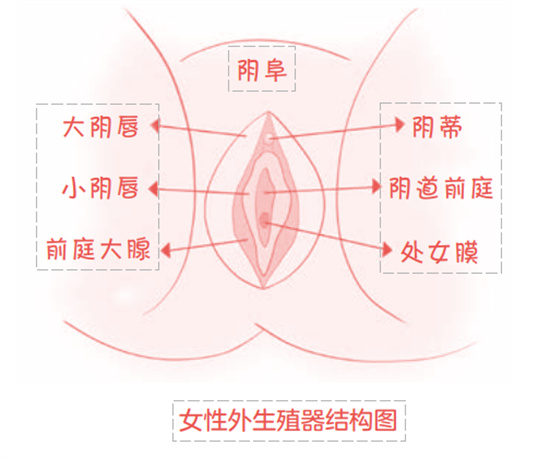 女生户型是什么意思 - 第4张