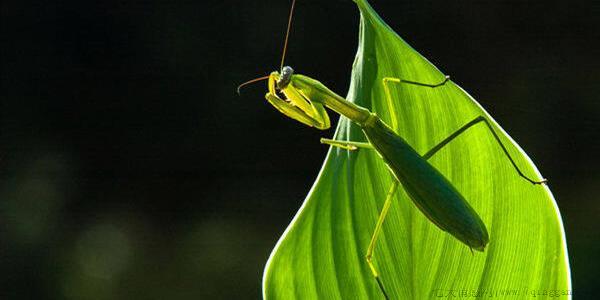 野生螳螂能养活吗