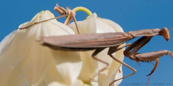 野生螳螂能养活吗