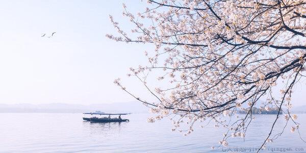 樱花是日本的国花吗