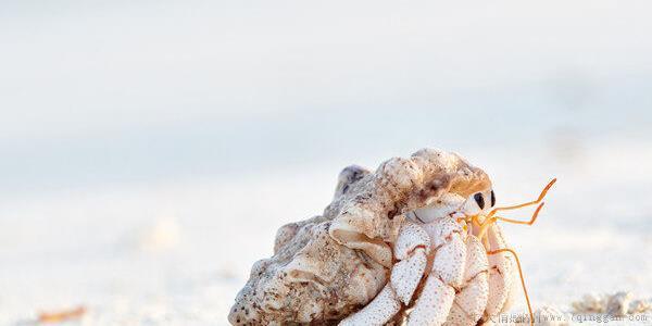 寄居蟹用什么水养