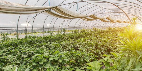 冰菜种植时间及方法