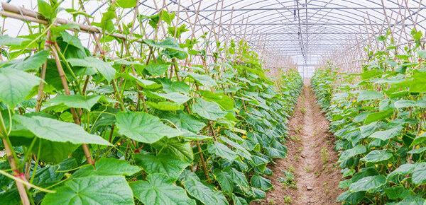 生活中有什么植物是变态茎