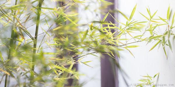 苍术种植技术及亩收益