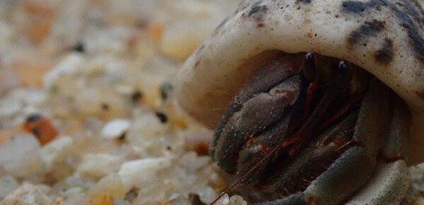 寄居蟹用什么水养