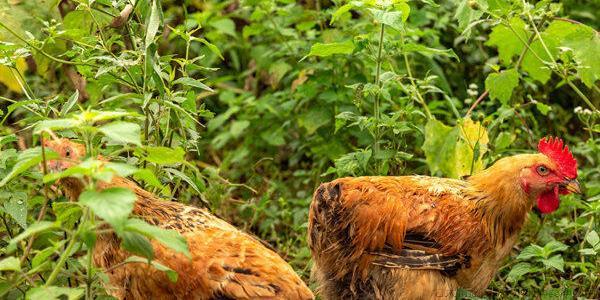 鸡为什么不下蛋