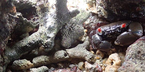 寄居蟹用什么水养