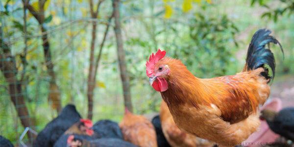 鸡为什么不下蛋