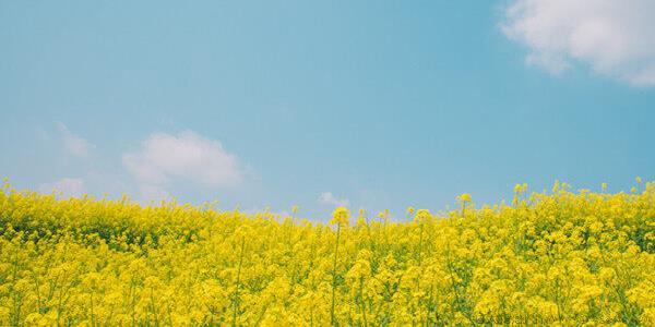 油菜苗期病虫害防治