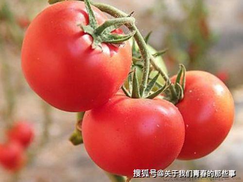 西红柿很红但是很硬能吃吗
