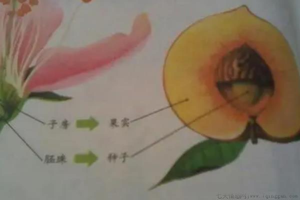 子房是什么
