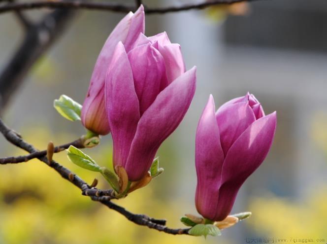 紫玉兰花语是什么