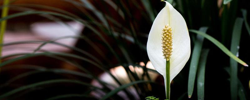 一帆风顺花怎么修剪