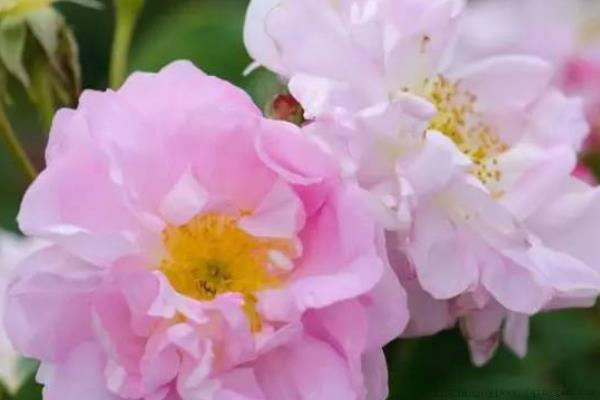 玫瑰花的花语是什么