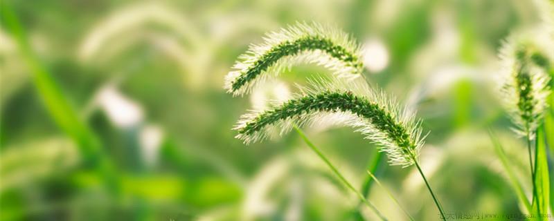 狗尾巴草的花语及寓意