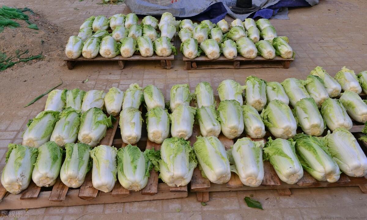 大白菜怎么保存时间长还新鲜
