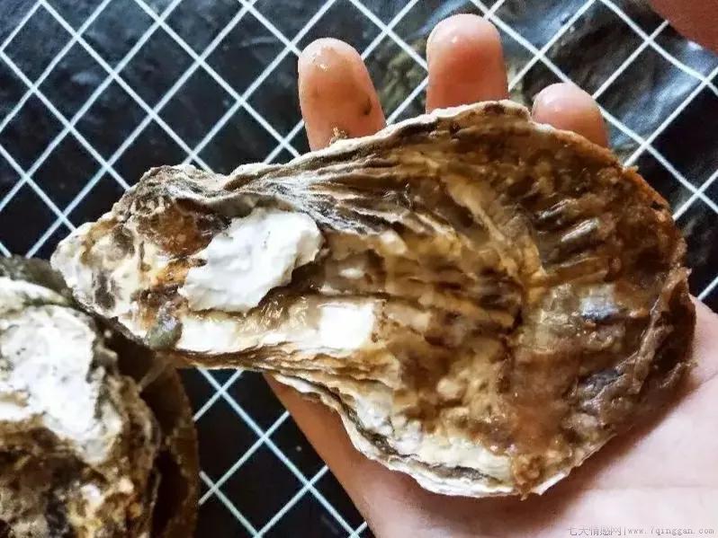 海蛎子和生蚝的区别