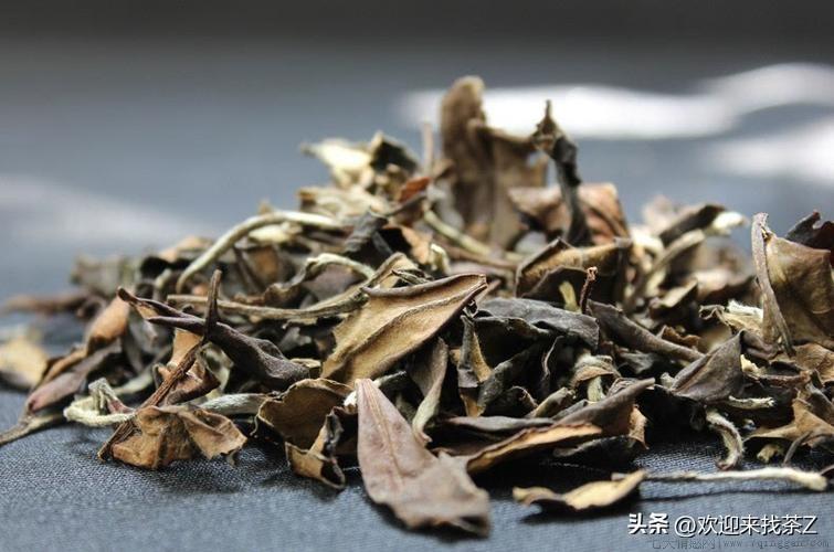 白茶适合啥季节喝