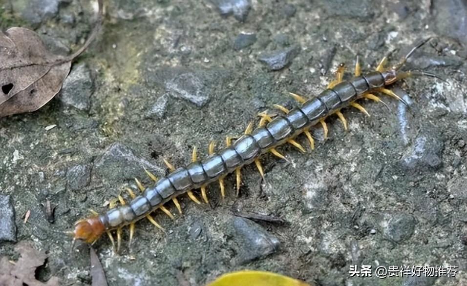 室内出现蜈蚣是从哪来的