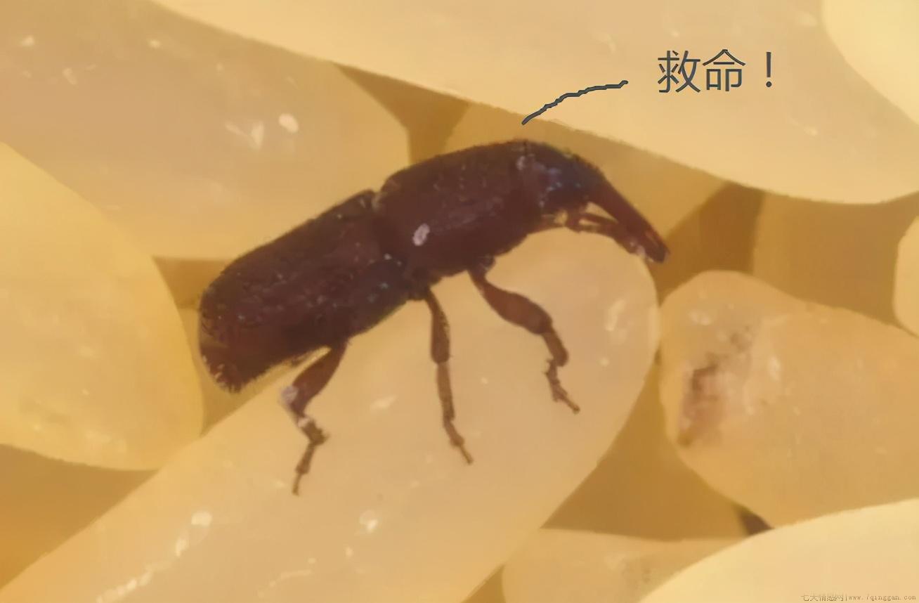 米生虫最好的方法是怎么解决