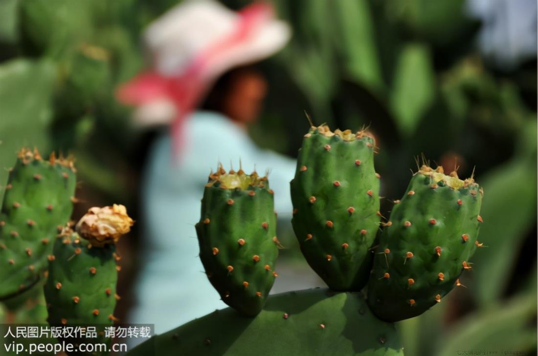仙人掌放在电脑旁能防辐射吗