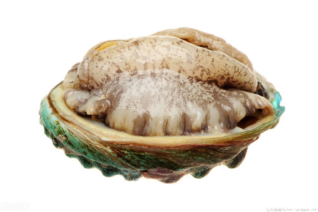 鲜鲍鱼怎么保存最新鲜又好吃