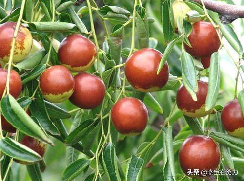 山东特产排行榜前十名