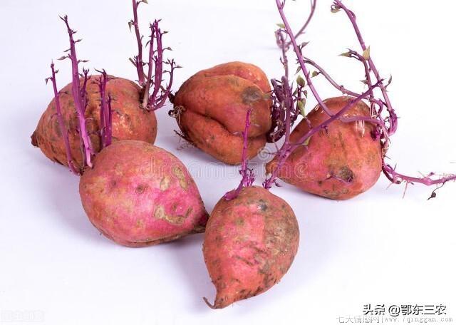 番薯长出了紫色的芽还可以吃不