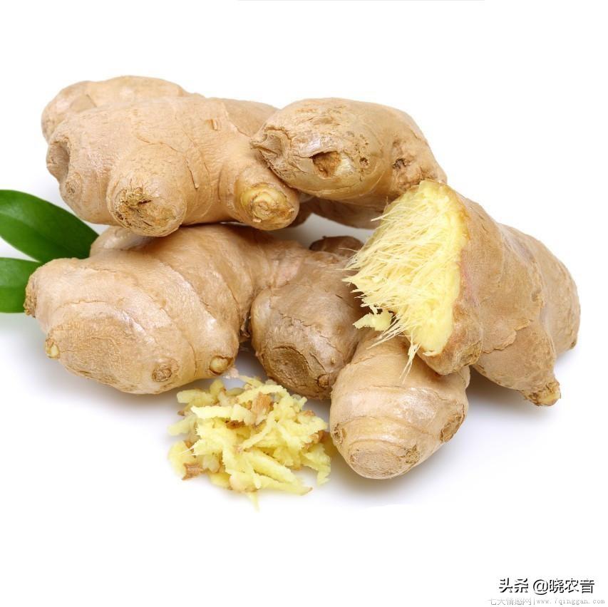 小黄姜和普通生姜的区别