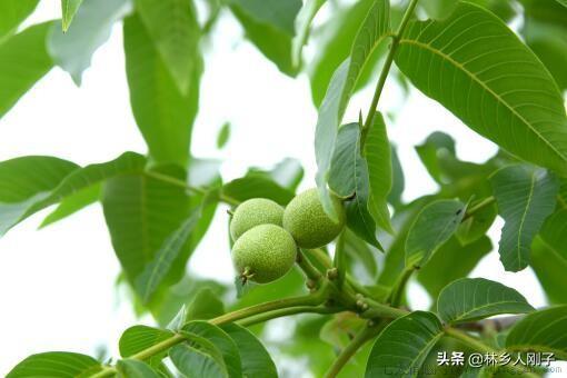 青皮核桃怎样去皮效果好