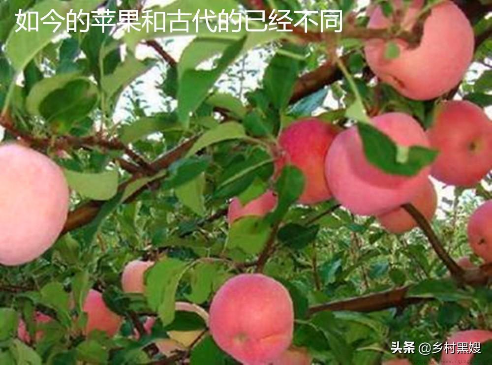 苹果是哪个国家的水果