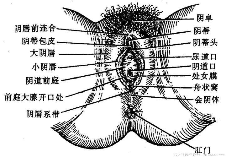 青春期指的是几岁到几岁的之间年龄