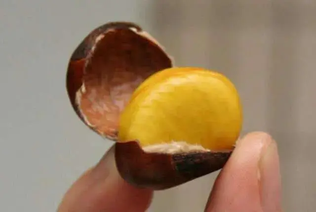 煮栗子怎么煮好吃又好剥皮