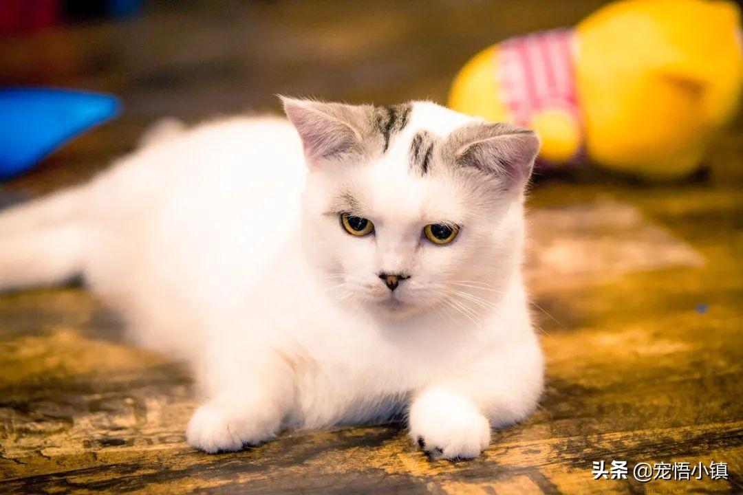 猫咖是什么意思