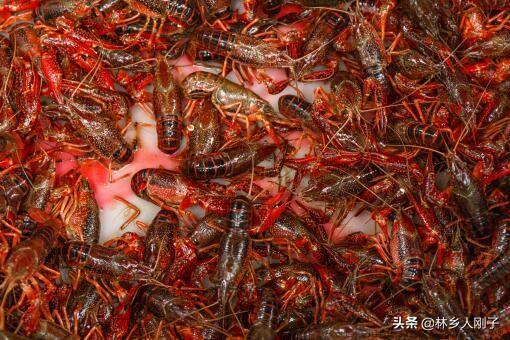 家常活小龙虾怎么处理干净去内脏虾线