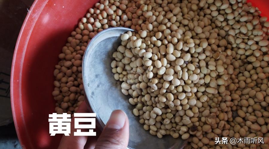 自己在家发豆芽的方法窍门