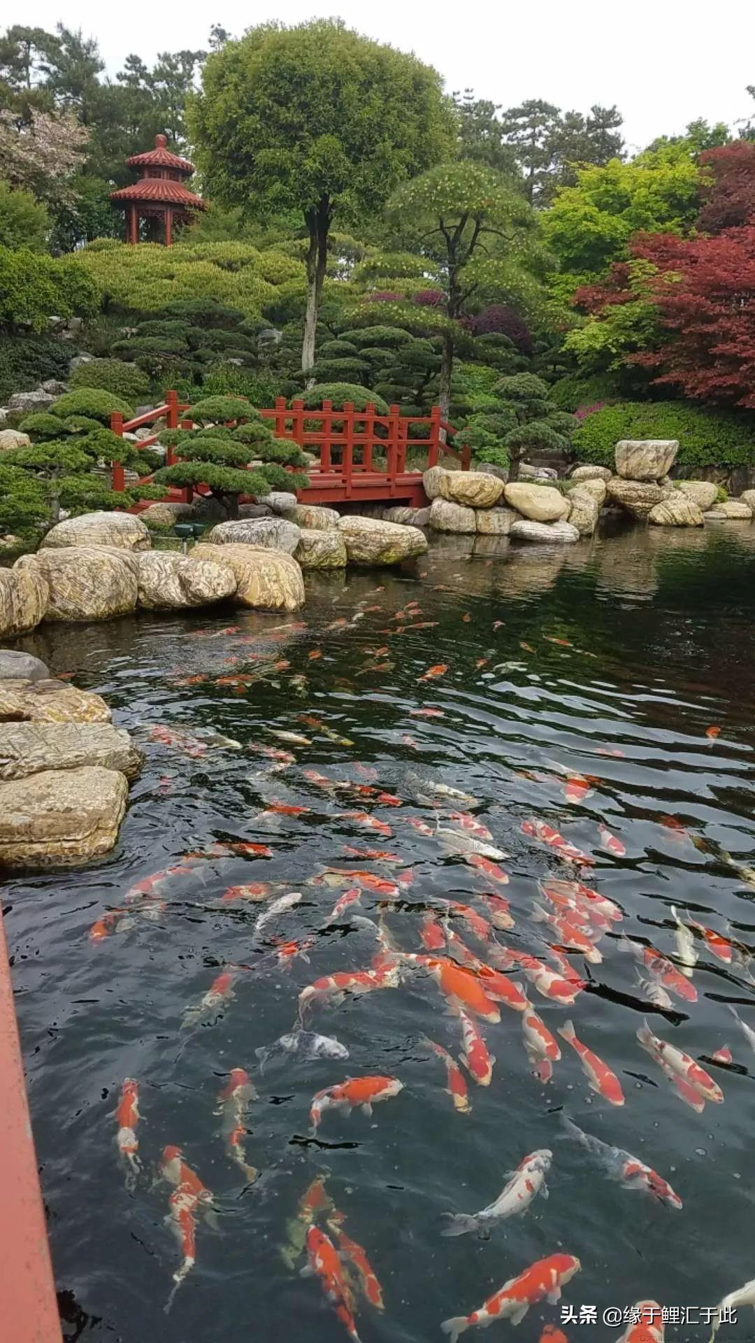 锦鲤的寓意和象征