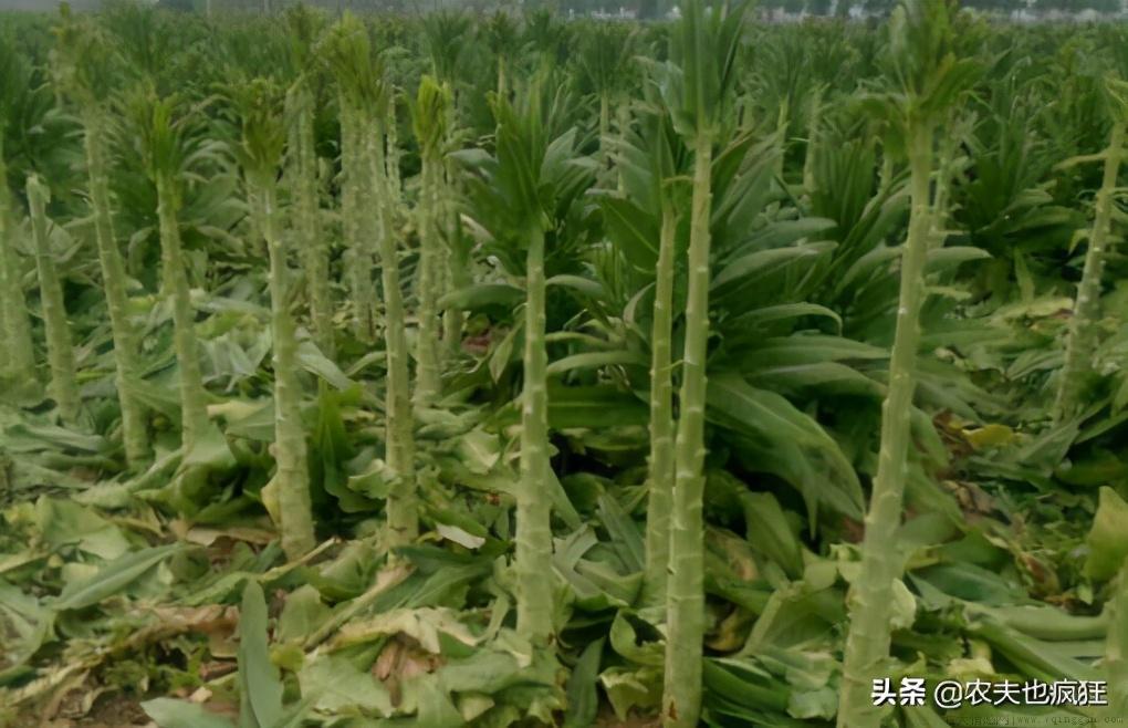 和莴笋很像的是什么菜贡菜