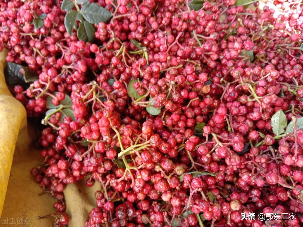 青花椒与红花椒有什么区别