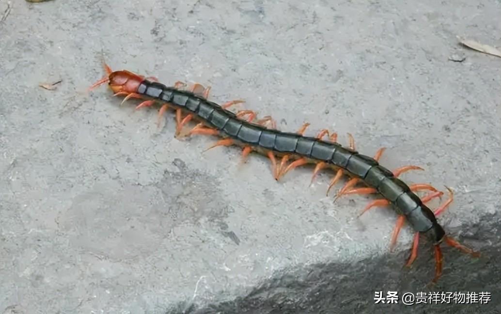 家里有蜈蚣要不要打死（不能随便能踩死蜈蚣）