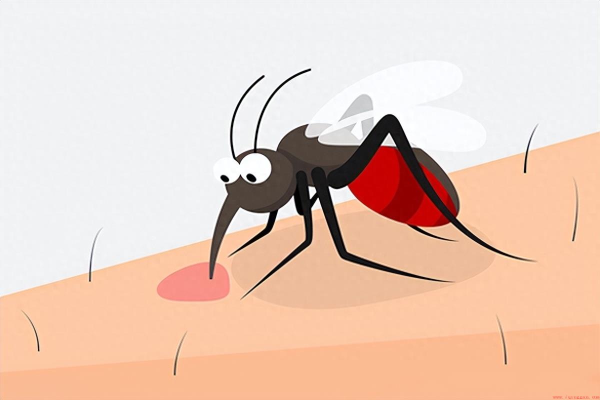 家里出现巨型蚊子什么原因？