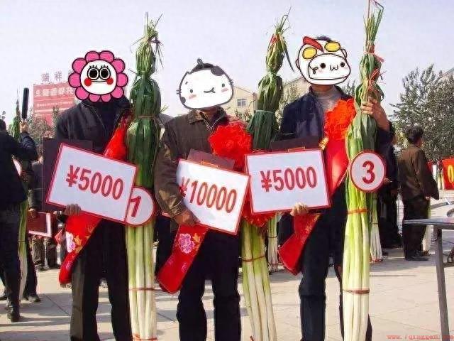 山东大葱最高多少米