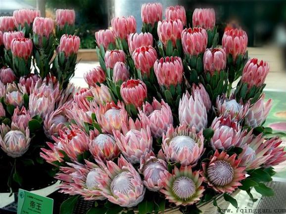 帝王花是什么花