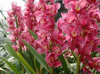 什么花适合放在室内养？