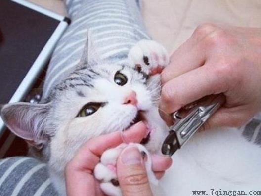 小猫咪几天剪一次指甲？让猫咪自愿剪指甲小妙招
