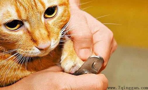 小猫咪几天剪一次指甲？