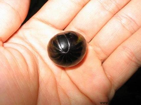 家里很干净怎么会有潮虫？